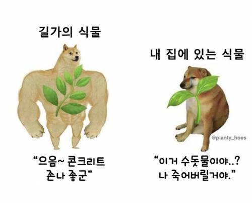 식물의 두 얼굴.jpg