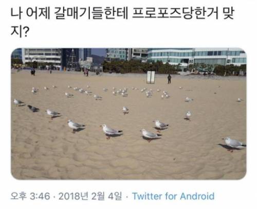 나 어제 갈매기한테 프로포즈 당한 거 맞지?.jpg