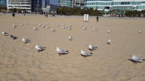 나 어제 갈매기한테 프로포즈 당한 거 맞지?.jpg