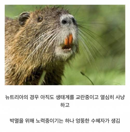 뉴트리아의 천적.jpg