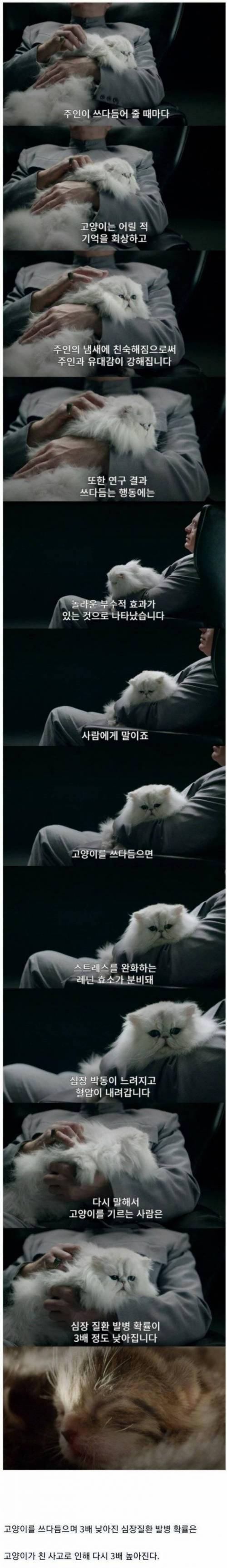 고양이 쓰다듬기 과학적 사실.jpg