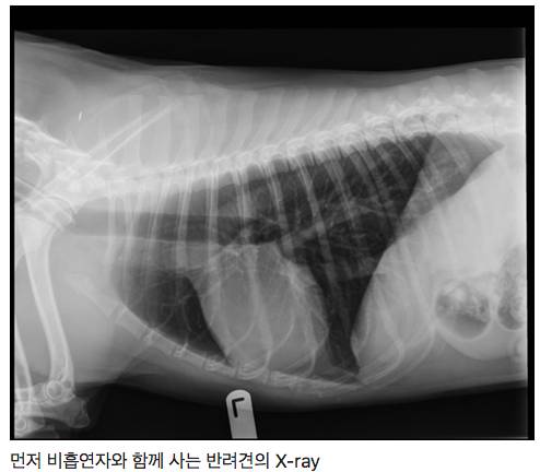 흡연자와 비흡연자의 반려견의 X-ray.jpg