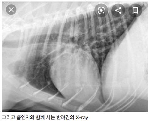 흡연자와 비흡연자의 반려견의 X-ray.jpg