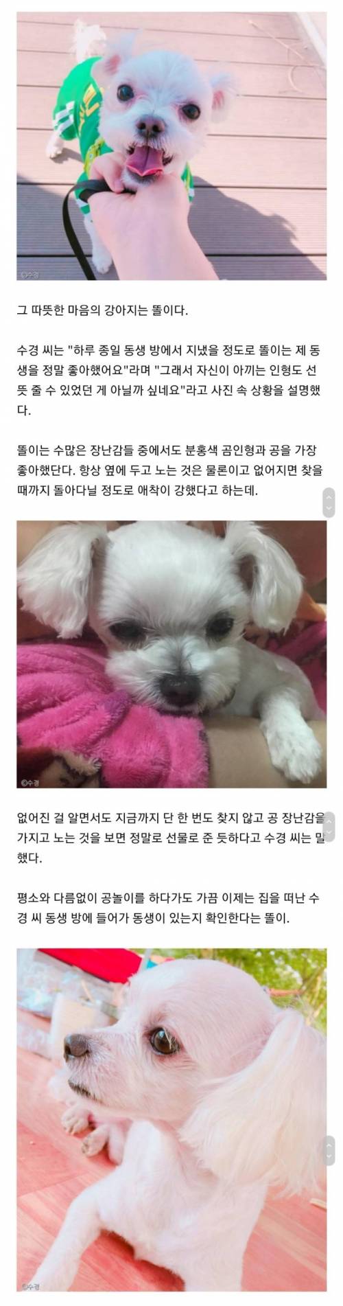 자취방서 짐 풀다 `울컥`하게 만든 댕댕이의 선물