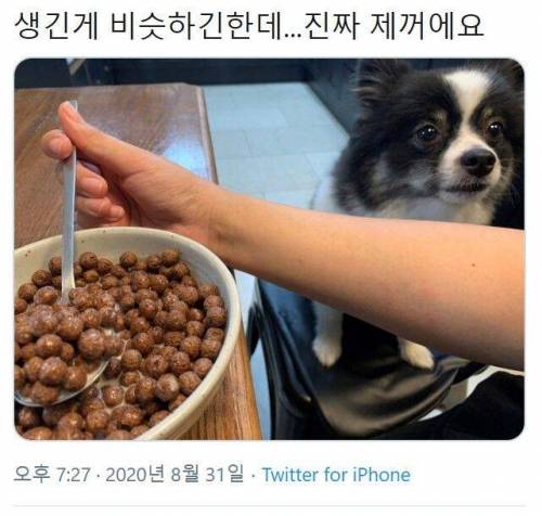 주인 의심하는 강아지.jpg