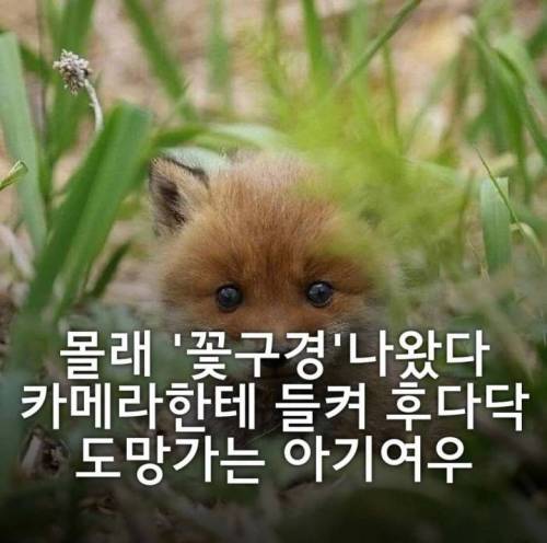 몰래 꽃구경 나왔다가 카메라에 들켜 도망가는 아기여우.jpg