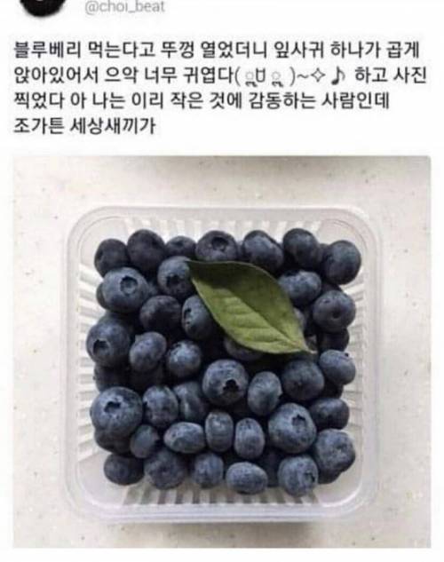블루베리 급발진.jpg