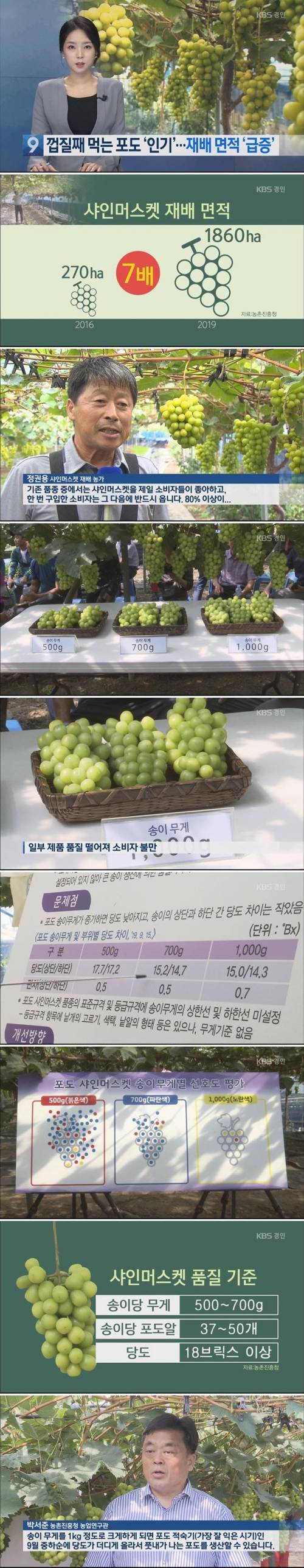 요즘 샤인머스캣이 맛없는 이유.jpg