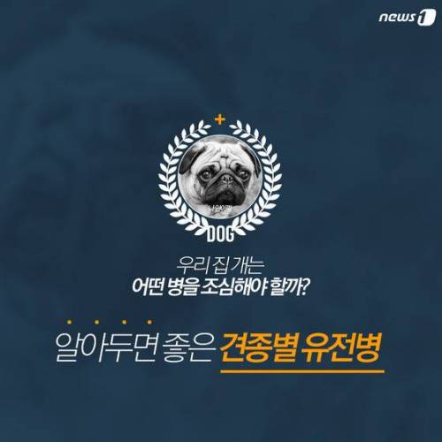 [스압] 알아두면 좋은 견종별 유전병.jpg
