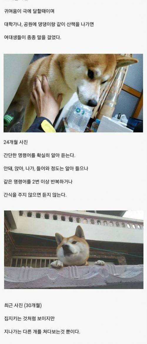 [스압] 시바견의 성장과정.jpg