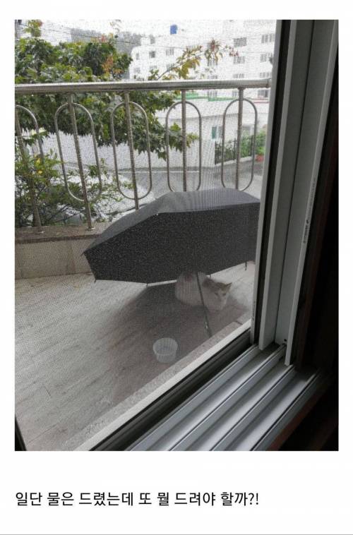 비와서 쓰고온 우산 밖에 뒀는데.jpg