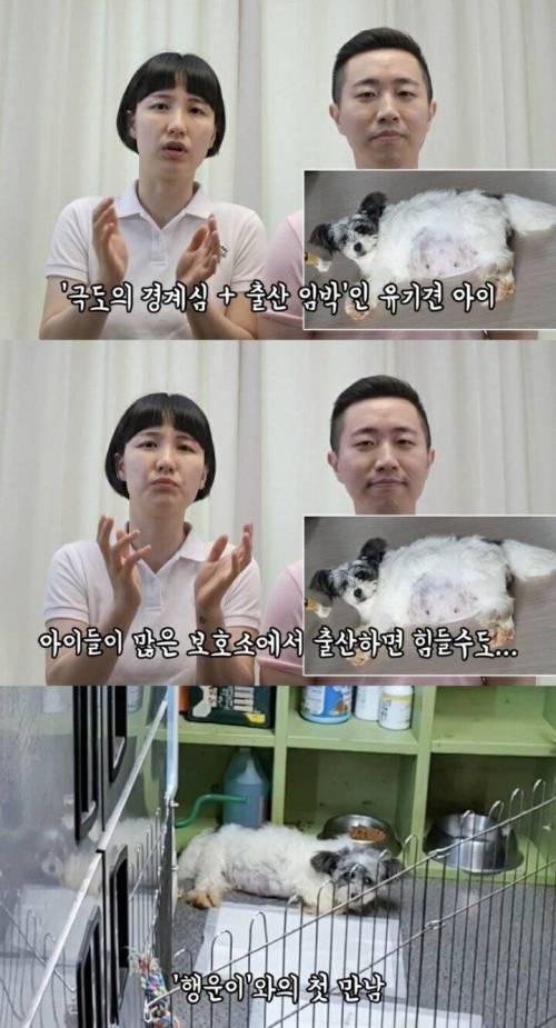 유튜버 부부가 입양한 유기견 표정 변화.jpg