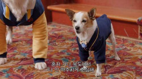 [스압] 넷플릭스의 강아지 드라마 '퍼피 아카데미'
