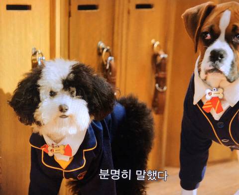 [스압] 넷플릭스의 강아지 드라마 '퍼피 아카데미'