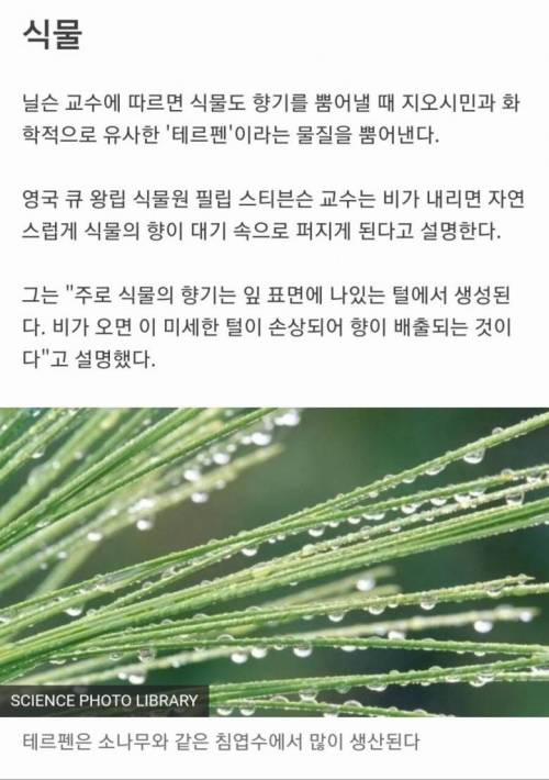 새벽 아침 냄새의 원인.jpg