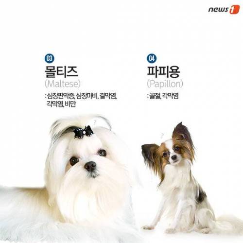 [스압] 알아두면 좋은 견종별 유전병.jpg