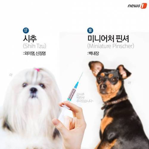[스압] 알아두면 좋은 견종별 유전병.jpg