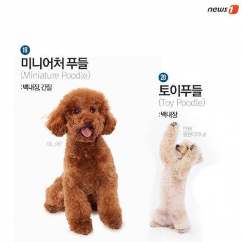 [스압] 알아두면 좋은 견종별 유전병.jpg