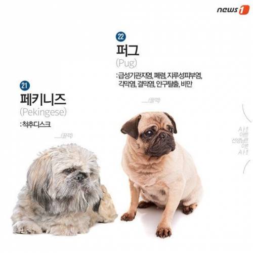 [스압] 알아두면 좋은 견종별 유전병.jpg