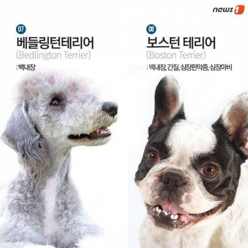 [스압] 알아두면 좋은 견종별 유전병.jpg