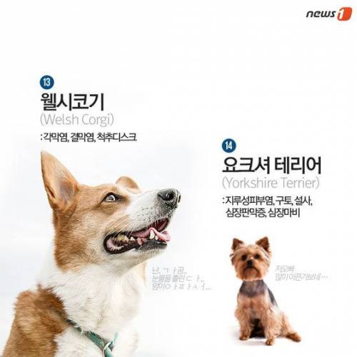 [스압] 알아두면 좋은 견종별 유전병.jpg