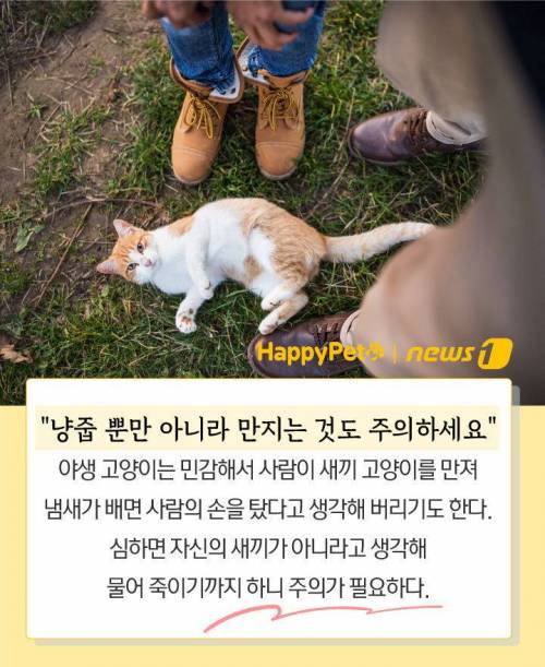 당신이 하려는 `냥줍`…"납치일지도 몰라요"