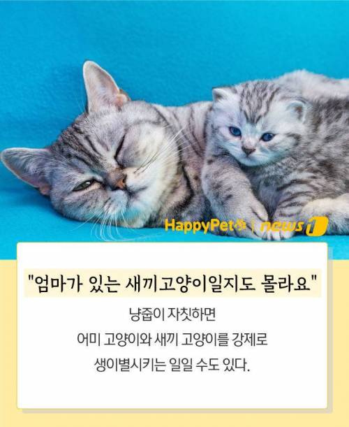 당신이 하려는 `냥줍`…"납치일지도 몰라요"