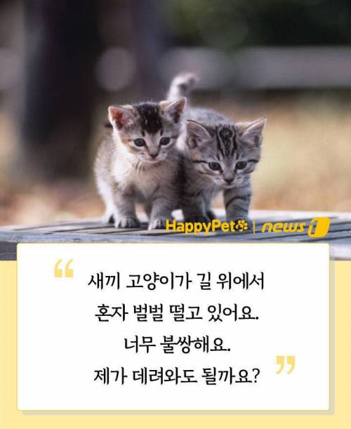 당신이 하려는 `냥줍`…"납치일지도 몰라요"