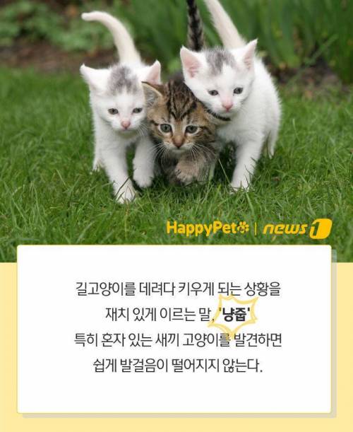 당신이 하려는 `냥줍`…"납치일지도 몰라요"