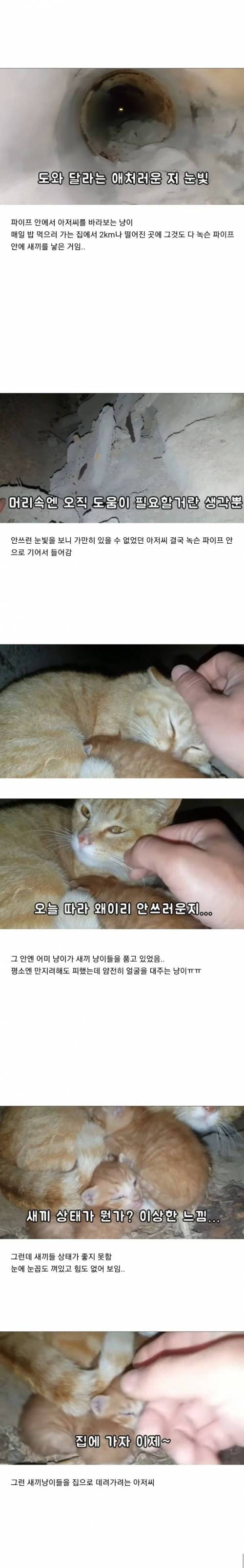 [스압] 집앞에 매일 찾아오는 고양이 확대.jpg
