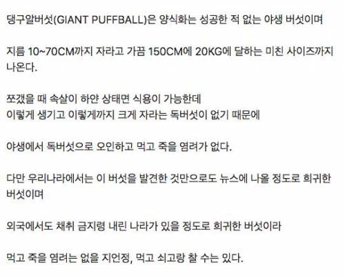 독버섯으로 오인할 염려가 없는 야생 식용 버섯