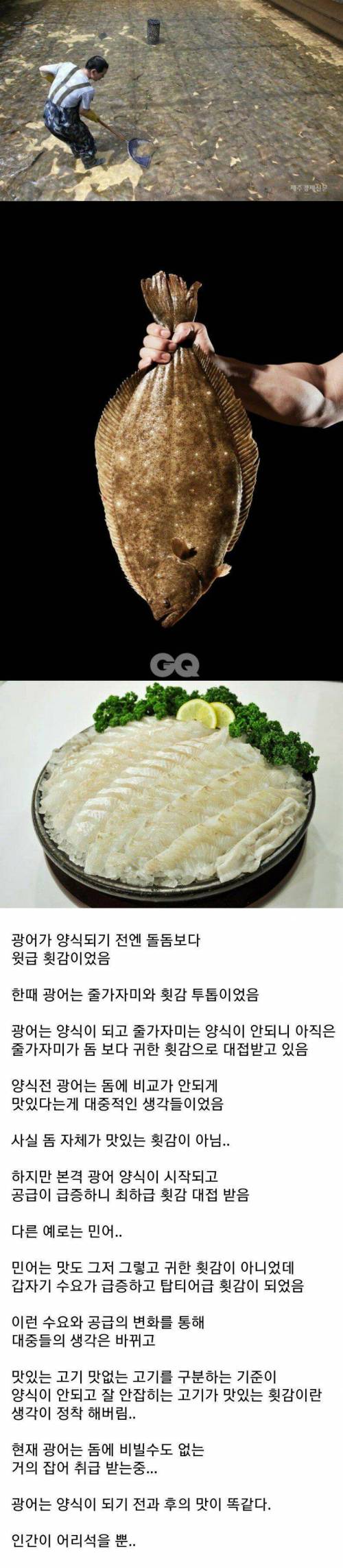 광어의 진실.jpg