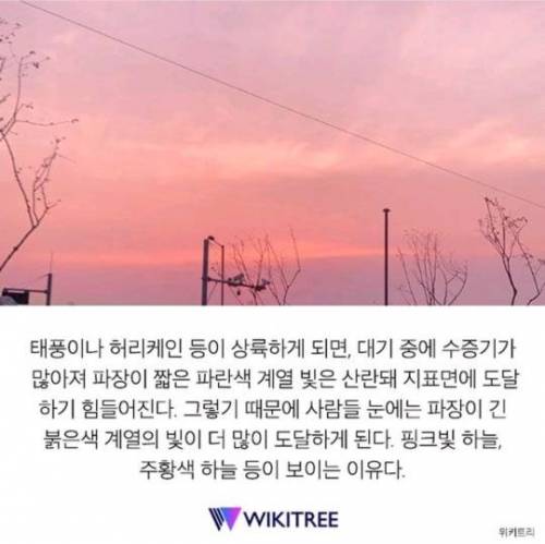 자주 보이던 '핑크 하늘'…알고 보니 너무 소름