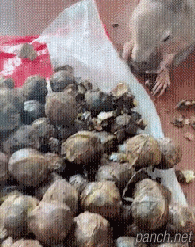 람쥐 강제노역.gif
