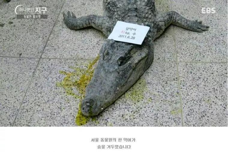 동물원의 동물들이 사망하는 이유.jpg