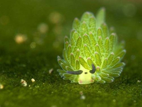 바다의 양이라 불리는 바다 민달팽이.jpg