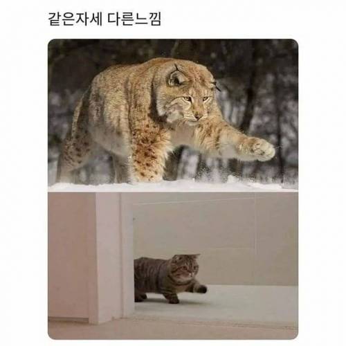 같은자세 다른느낌.jpg