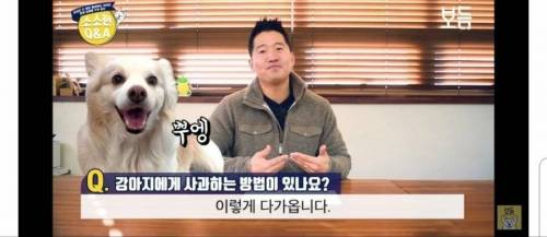 [스압] 강아지와 화해하는 법.jpg