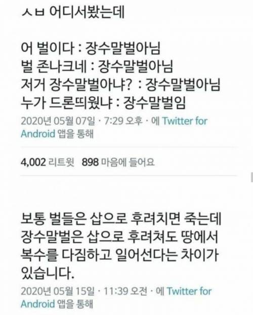 [약혐]장수 말벌.jpg
