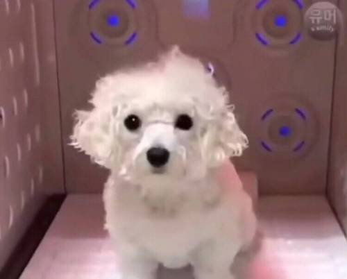 강아지의 털빨 자신감 상승 과정.jpg