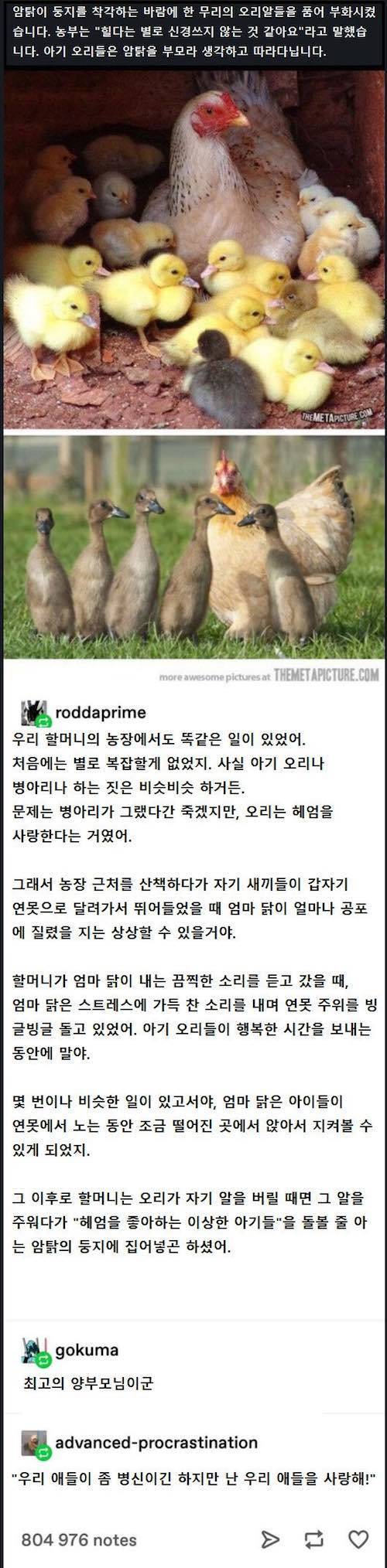 오리알을 품은 암탉.jpg