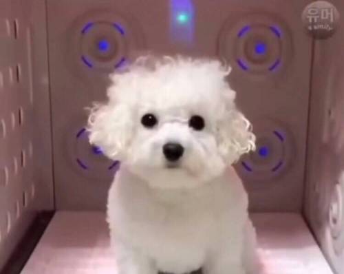 강아지의 털빨 자신감 상승 과정.jpg