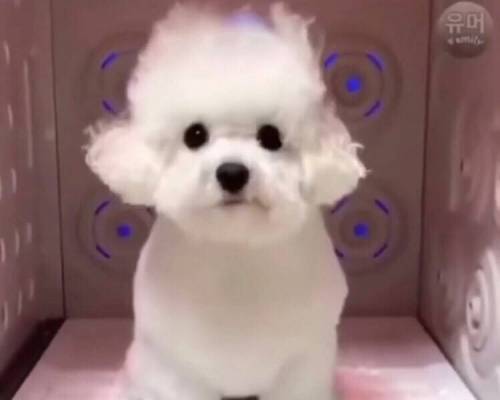 강아지의 털빨 자신감 상승 과정.jpg