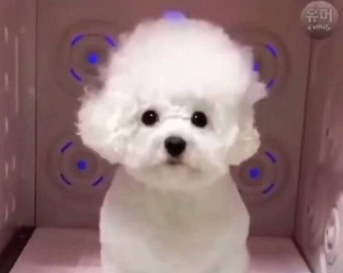 강아지의 털빨 자신감 상승 과정.jpg