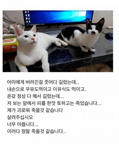 [스압] 화가나는 고양이 출산 조리원 사연