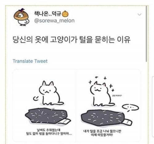 고양이가 옷에 털을 묻히는 이유.jpg