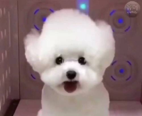 강아지의 털빨 자신감 상승 과정.jpg