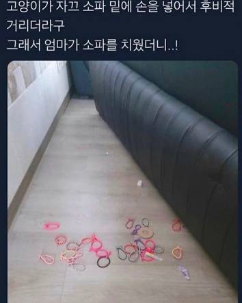 고양이가 자꾸 소파 밑에 손을 넣었던 이유