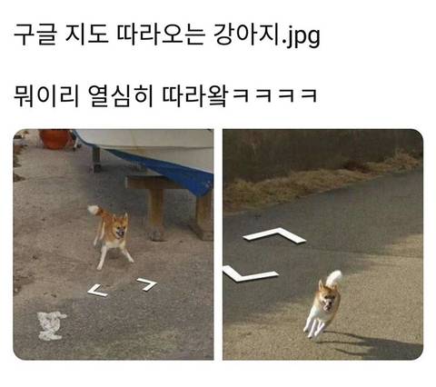 구글 지도 따라오는 강아지.jpg
