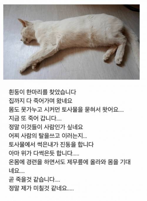 [스압] 화가나는 고양이 출산 조리원 사연
